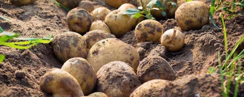 土豆的种植技术，发芽了还能吃吗（土豆发芽了怎么栽）
