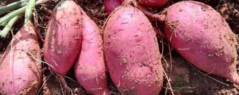 红薯专用肥料，用什么肥料做底肥（红薯用什么底肥好）