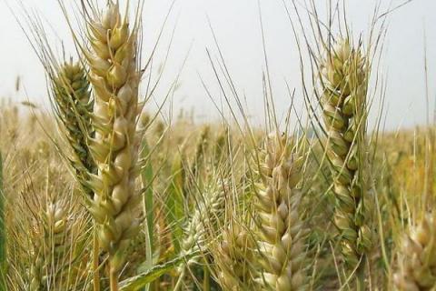 天麦160小麦品种