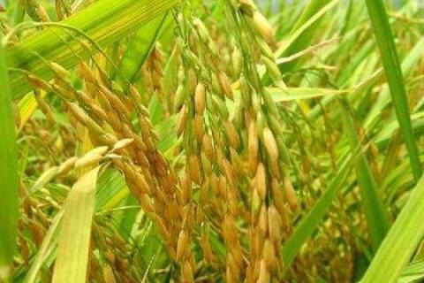 绥粳30水稻品种介绍