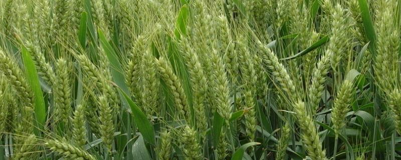 天麦160小麦品种 天麦119小麦品种图片