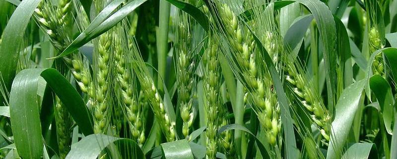 平安518小麦品种特性（平安658小麦品种）