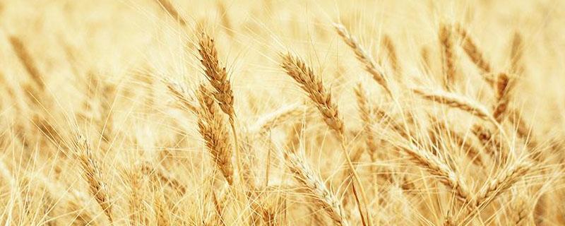 河南小麦亩产量一般多少斤 河南小麦每亩产量多少斤