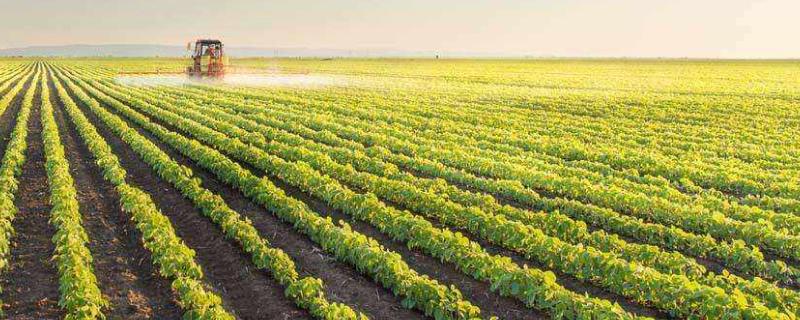 黑龙江大豆播种时间，种植面积多少 黑龙江大豆播种时间,种植面积多少为宜