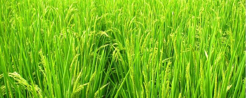 水稻抽穗抽不出来怎么办，抽穗期发黄是什么原因