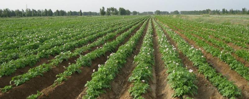 土豆种植时间和方法