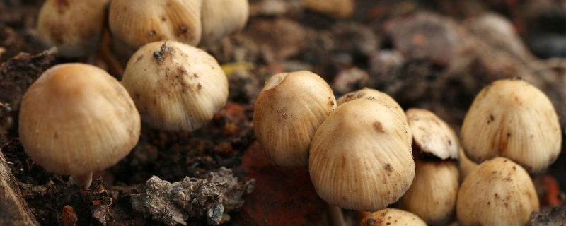 草菇栽培培养料如何配方 草菇种植配方