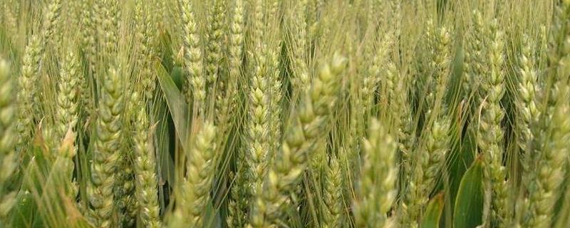 5个强筋小麦品种（强筋小麦品种有哪些）