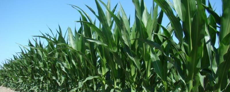 新疆玉米亩产多少斤，种什么品种好