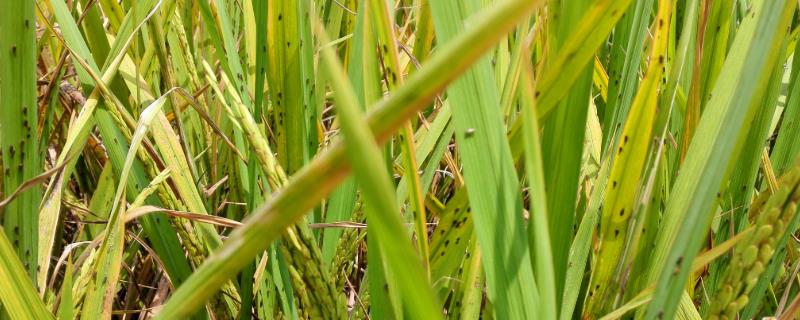 稻飞虱主要在水稻哪个部位危害，用什么农药防治效果好