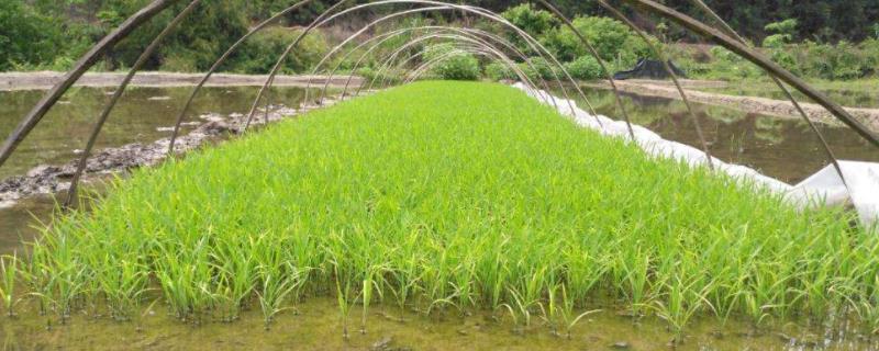 水稻种子怎么种植，播种后十天不出苗怎么办