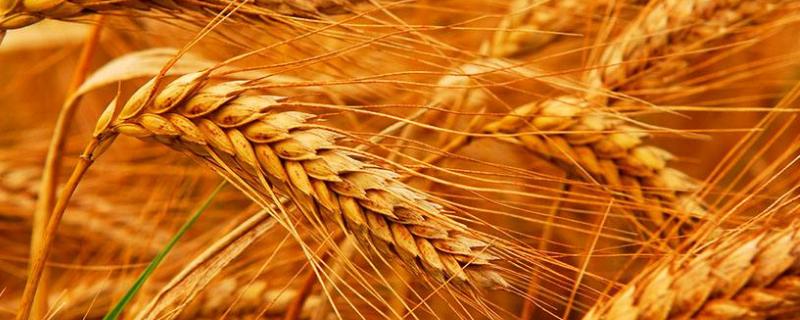 小麦干尖用什么药治疗,是什么原因造成的