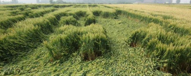 小麦灌浆期一般是几月,灌浆期打什么叶面肥
