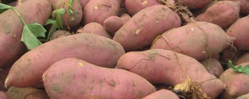 红薯产量，附种植时间和方法（红薯种植密度与产量）