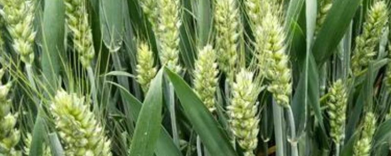 良星77小麦品种介绍，每亩播多少斤（良星77小麦种品种简介）