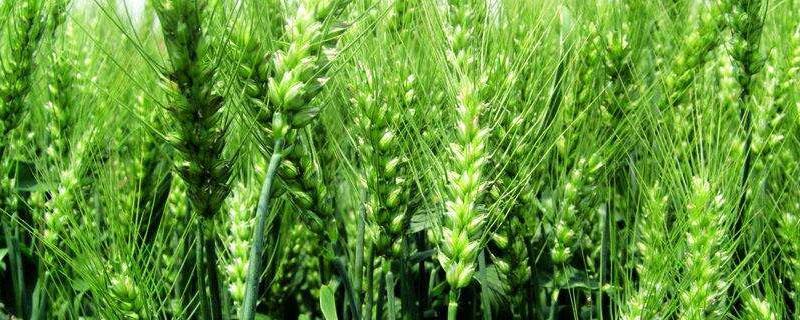 水稻田可以种小麦吗 现在田里种的是水稻还是小麦