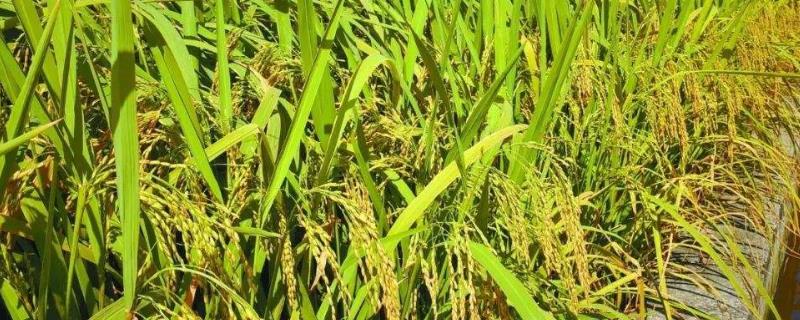水稻不同时期的水层管理技术（水稻后期水分管理方法）