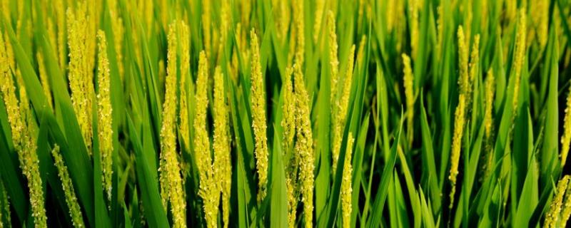 水稻抽穗期是什么时候，大概多少天 水稻抽穗期多少天能抽齐全