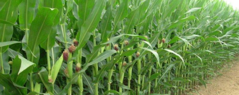 新疆玉米高产纪录，什么品种好
