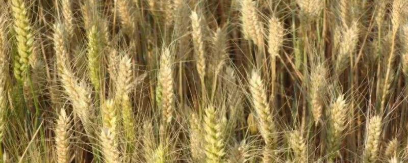 小麦死穗是什么原因，如何防治（小麦死穗是什么病）