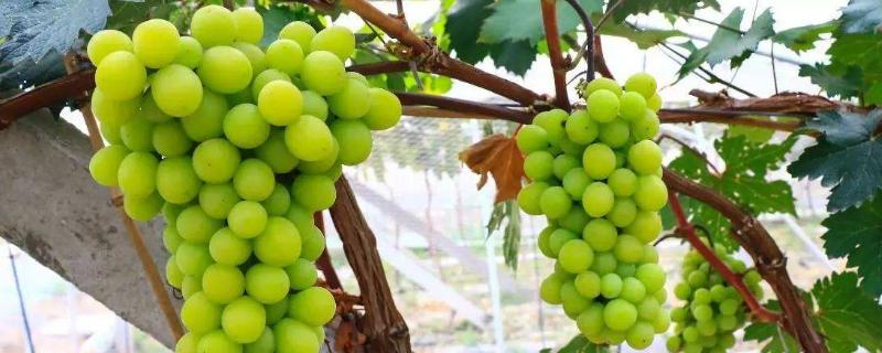 阳光十三葡萄品种介绍，有何优缺点 阳光十三葡萄品种简介