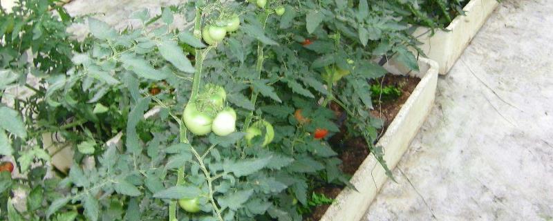 番茄种植时间和方法 番茄栽培时间