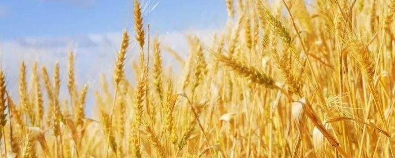 小麦旗叶干尖是什么原因,会不会影响产量