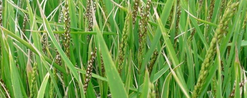 一亩田能产多少水稻，如何提高水稻产量