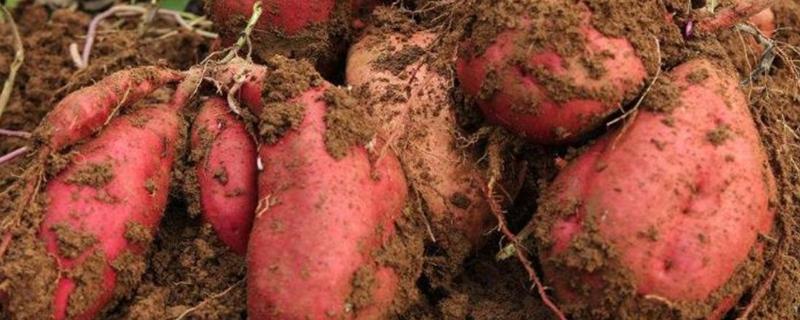 广东红薯种植时间，种植方法（广东红薯种植基地）
