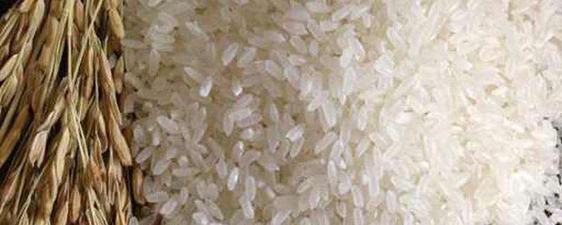 大米种类，大米亩产量多少斤 每亩产多少大米