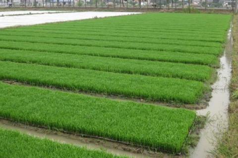 水稻育苗步骤