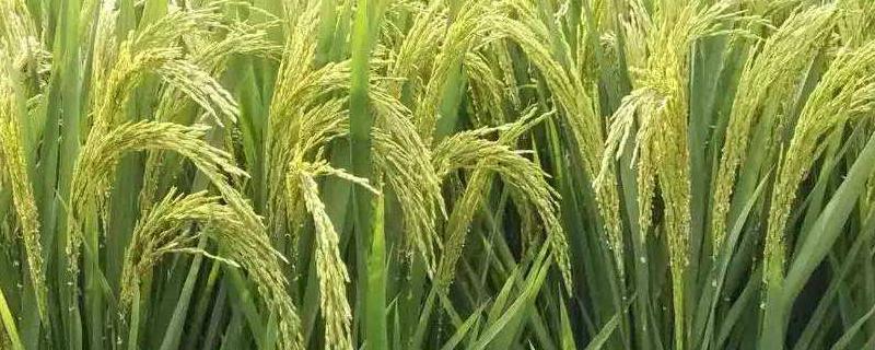 水稻鞘腐病用什么药，附发病症状 水稻鞘腐病的危害
