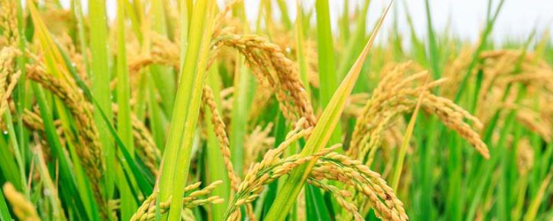 陕西省水稻主要种植在，水稻的生活史分成哪六个阶段