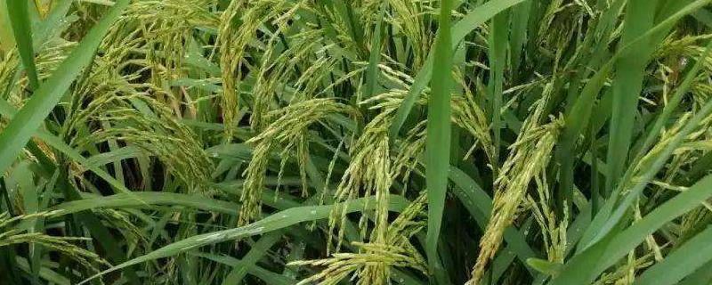 水稻扬花温度要求，遇到低温有影响吗