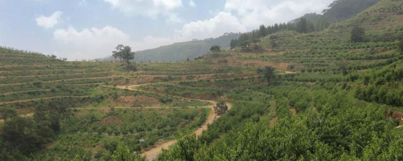 承包土地种植什么挣钱