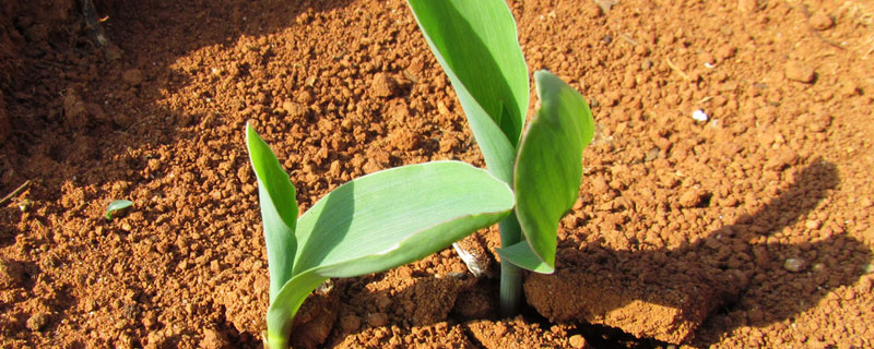 玉米苗栽怎样才能成活，产量怎么样 玉米苗期栽培管理技术
