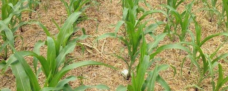 玉米除草剂遇雨可以重喷吗,重喷后中药害多长时间看出来