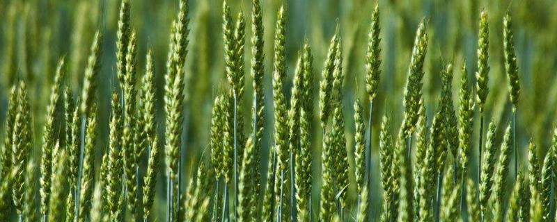 小麦是小米吗，古代小麦叫什么 小麦在古代的别称