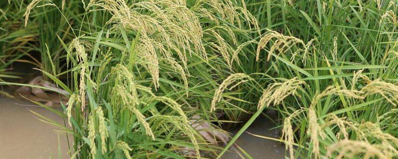 水稻怎么种，产量每亩多少斤 水稻产量每亩最高多少斤