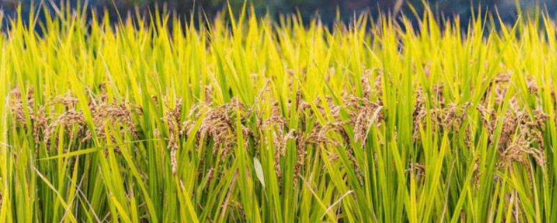 东北水稻生长周期表，如何实现可持续发展