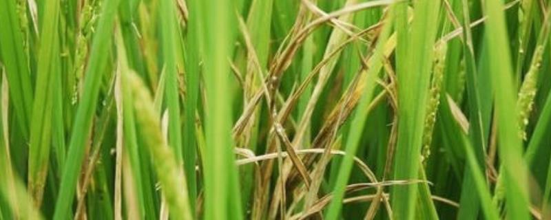 井冈霉素对水稻的功效和作用，可以用几次
