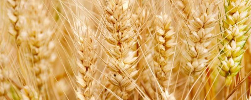 小麦一升是多少克，一方有多少公斤 小麦一升等于多少克
