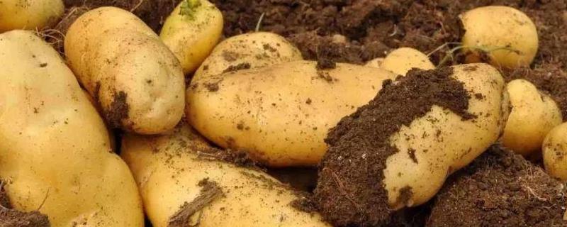土豆高产高效种植技术，土豆种植时间和生长期