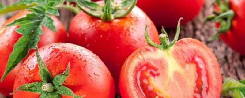 西红柿经常使用的农药,农药什么时候打好