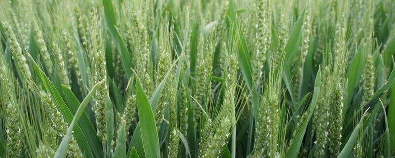 什么时候播种小麦合适，什么小麦种子高产,又抗寒,抗旱