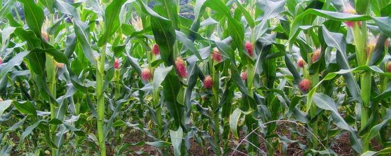 玉米亩产，如何提高玉米的产量（玉米提高产量的技术措施）