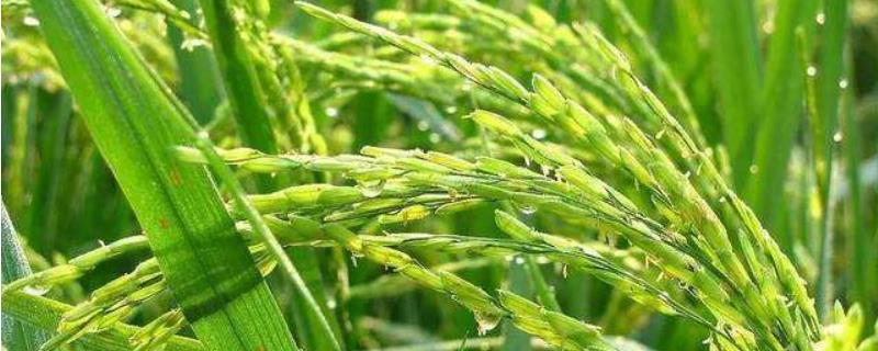 水稻早穗现象原因，如何防治 水稻早穗是正常现象