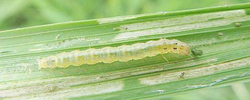 水稻卷叶虫的危害大不大，用什么农药效果好