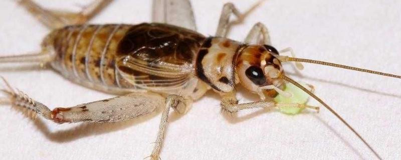 灶马蟋的危害，怎么能彻底清除 灶马蟋有什么益处