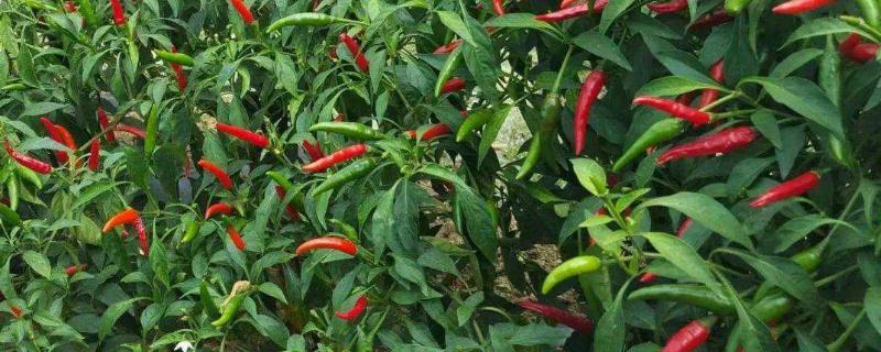 朝天椒的种植技术，用什么肥料好 朝天椒种植注意事项